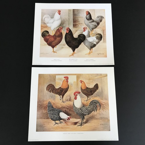 Chicken art prints 2 - prints,