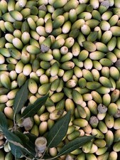 100 Holm Oak Acorns Quercus Ilex Evergreen Oak Tree Norfolk Woodland Fresh 2025