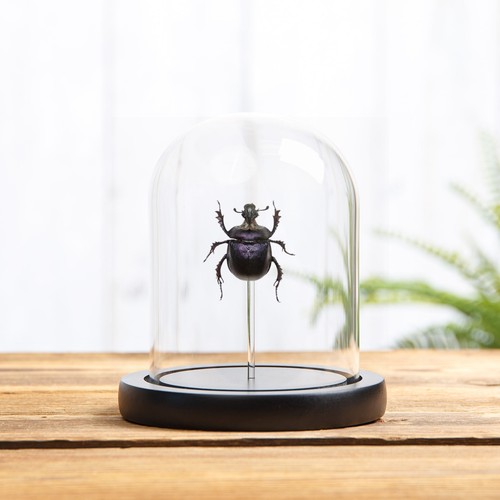 Purple scarab beetle glass - scarab,