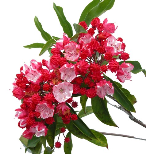 Kalmia latifolia olympic - olympic, fire