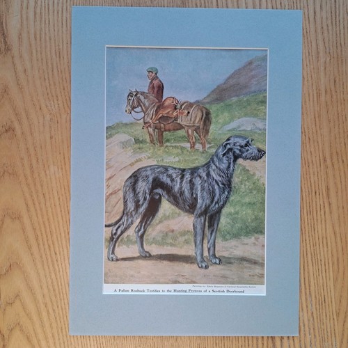 Scottish deerhound edwin - scottish,