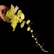 Rhaphidophora korthalsii Marble Variegated - Houseplant/Terrarium Plant - P1053