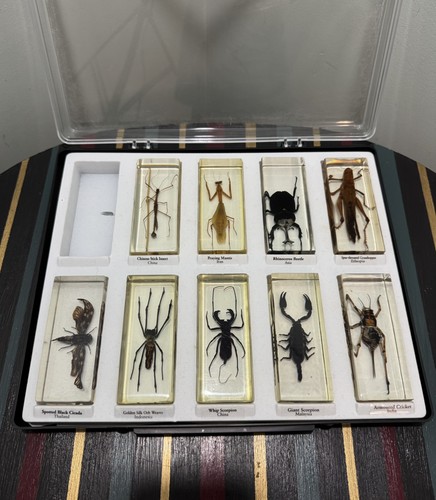 Preserved insects resin - insects, in