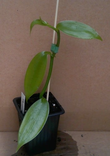 Young vanilla pompona - a,