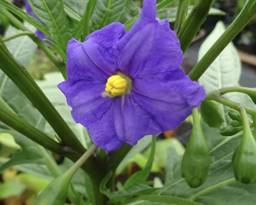 Solanum lacinatum kangaroo - solanum,