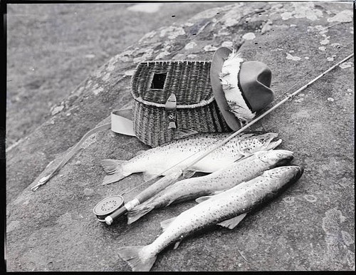 Three freshly caught trout