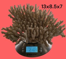 Huge Vintage Acropora Coral