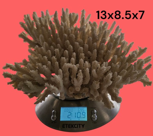 Huge vintage acropora - vintage, coral