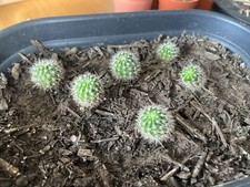 Cactuses For Collector