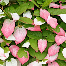 Actinidia Kolomikta Kiwi Vine
