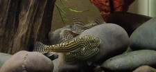 Group reticulated - group,