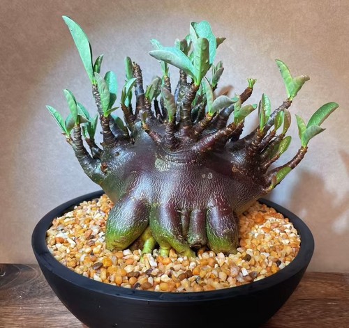 Sale rare plant adenium - rare,