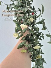Hoya sp. cf. lacunosa from
