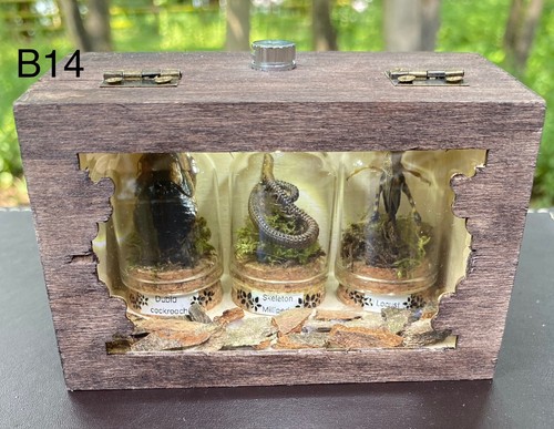 Oddity taxidermy case - oddity, case-