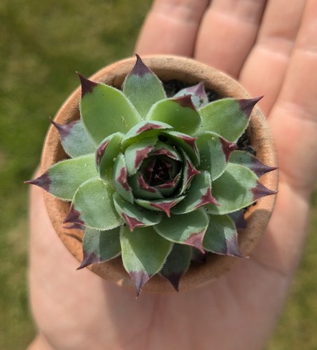 Sempervivum houseleek 5 - a, 5.5