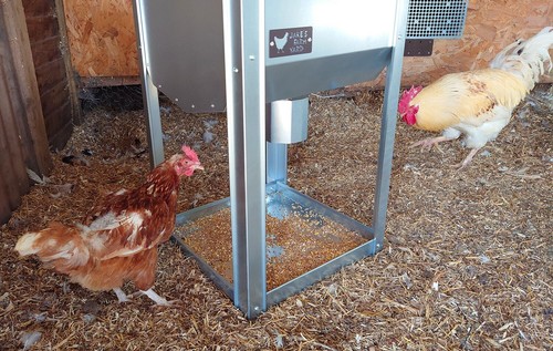 Poultry hen feeder chicken - hen,