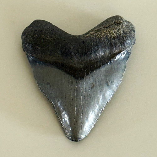 Gorgeous juvenile serrated - juvenile,,