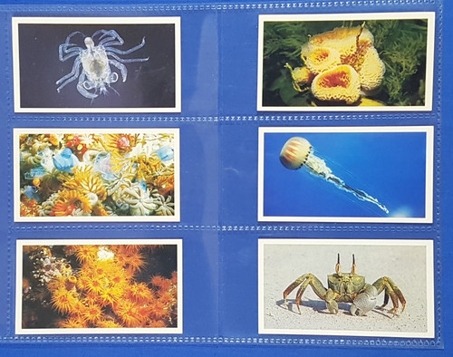 Doncella cigarette cards the - cards,
