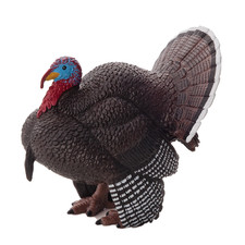 Male Turkey Multi-coloured