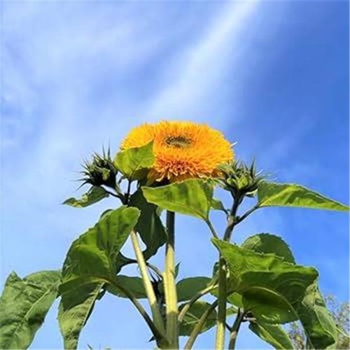 Sunflower gummy bear tall - sunflower,