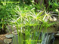 Cyperus umbrella plant - cyperus,