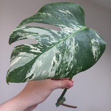 Monstera Deliciosa Albo