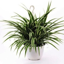 Variegated spider plant - spider,
