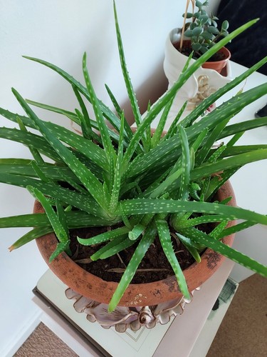 Aloe vera plant rooted - aloe,