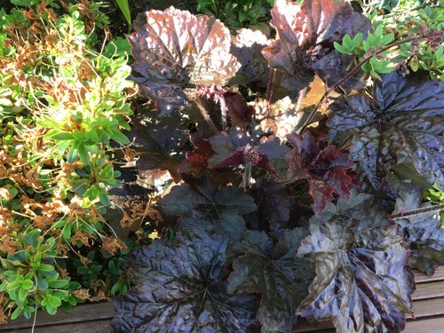 Heuchera coral bells palace - coral,