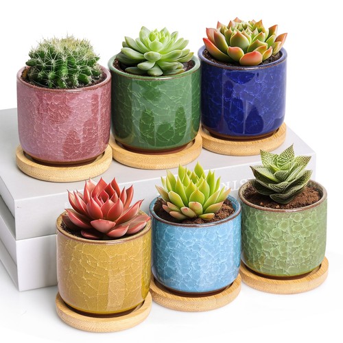 T4u 6cm succulent - plant, pots