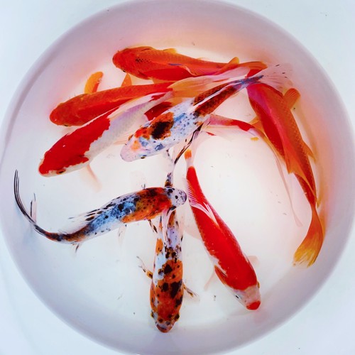Goldfish pond pack for sale - goldfish,