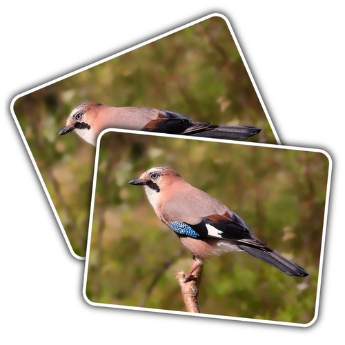 Vinyl sticker eurasian - vinyl, jay