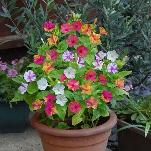 Mirabilis jalapa mixed - x,