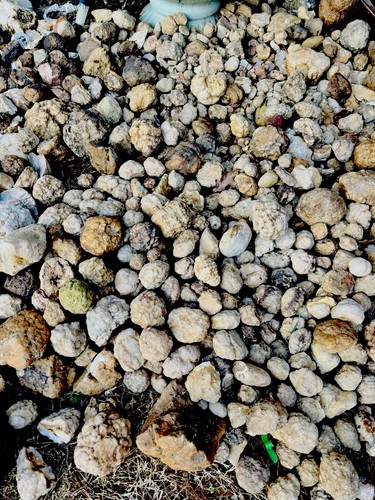 Kentucky geodes unopened 10lb - geodes,