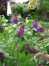 'Sensation' Syringa Vulgaris -
