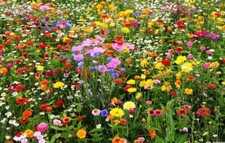 Meadow flowers Wildflower mix annual and perennial varieties 2g=2sq.m+FREE LABEL