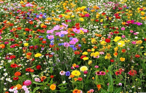 Meadow flowers wildflower mix - wildflower,
