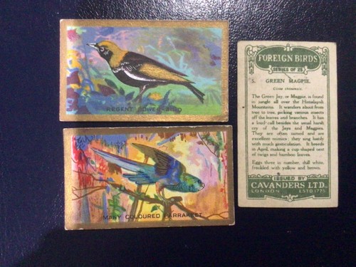 Cavanders foreign birds - foreign,