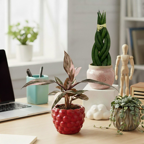 6cm desk buddy bundle - bundle,