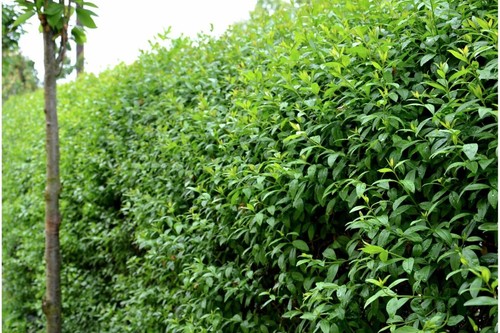 10x ligustrum hedge plants - ligustrum,