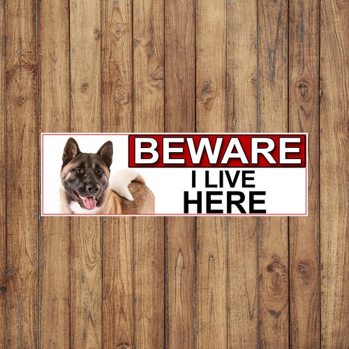 Akita beware live - akita, i