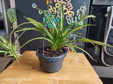 Chlorophytum comosum - , in