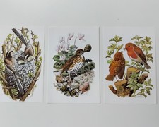 Set Of 3 Bird Prints Wall Art Picture Botanical Vintage Illustration Birds
