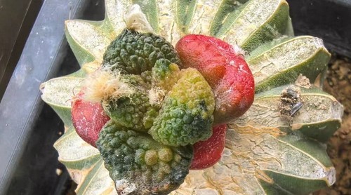 Live house plant ariocarpus - plant,