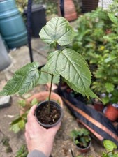 Snakebark Maple tree saplings