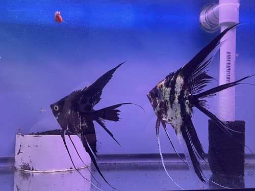 Proven breeding pair marble - proven,