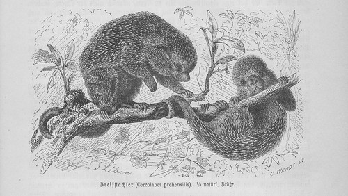 Prehensile porcupine coendou - porcupine,