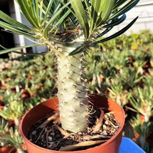 4cm succulent cactus - 3-4cm,