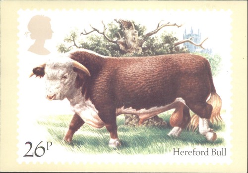 Vintage postcard cattle - vintage,