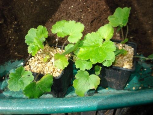 Heuchera sanguina x2 healthy - 'sanguina',